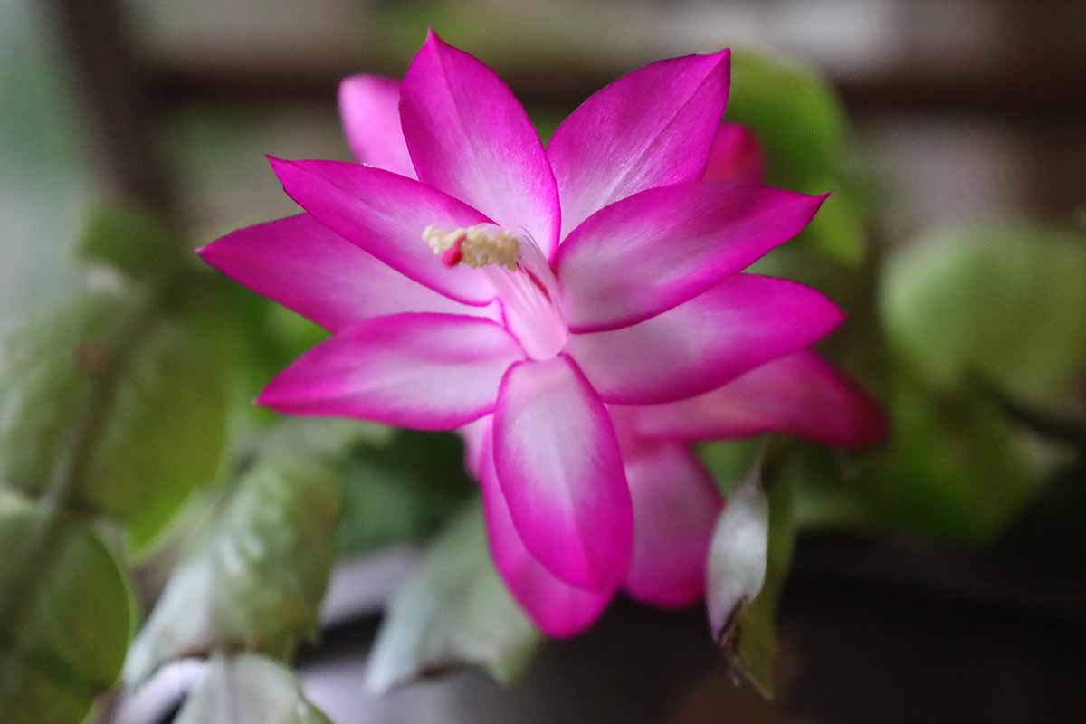 Une image horizontale rapprochée d'une fleur de cactus de Noël rose illustrée sur un fond de mise au point doux.