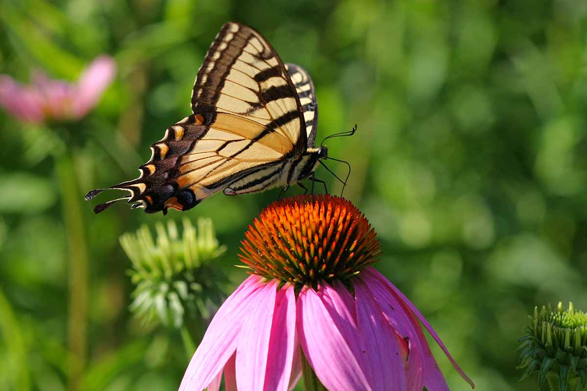 Une image horizontale rapprochée d'un papillon hironte se nourrissant d'un conefleur illustré sous un soleil brillant sur un fond vert de mise au point doux.