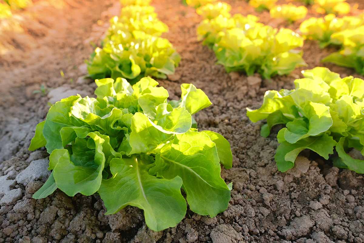 Une image horizontale rapprochée de rangées de laitue poussant dans le jardin.