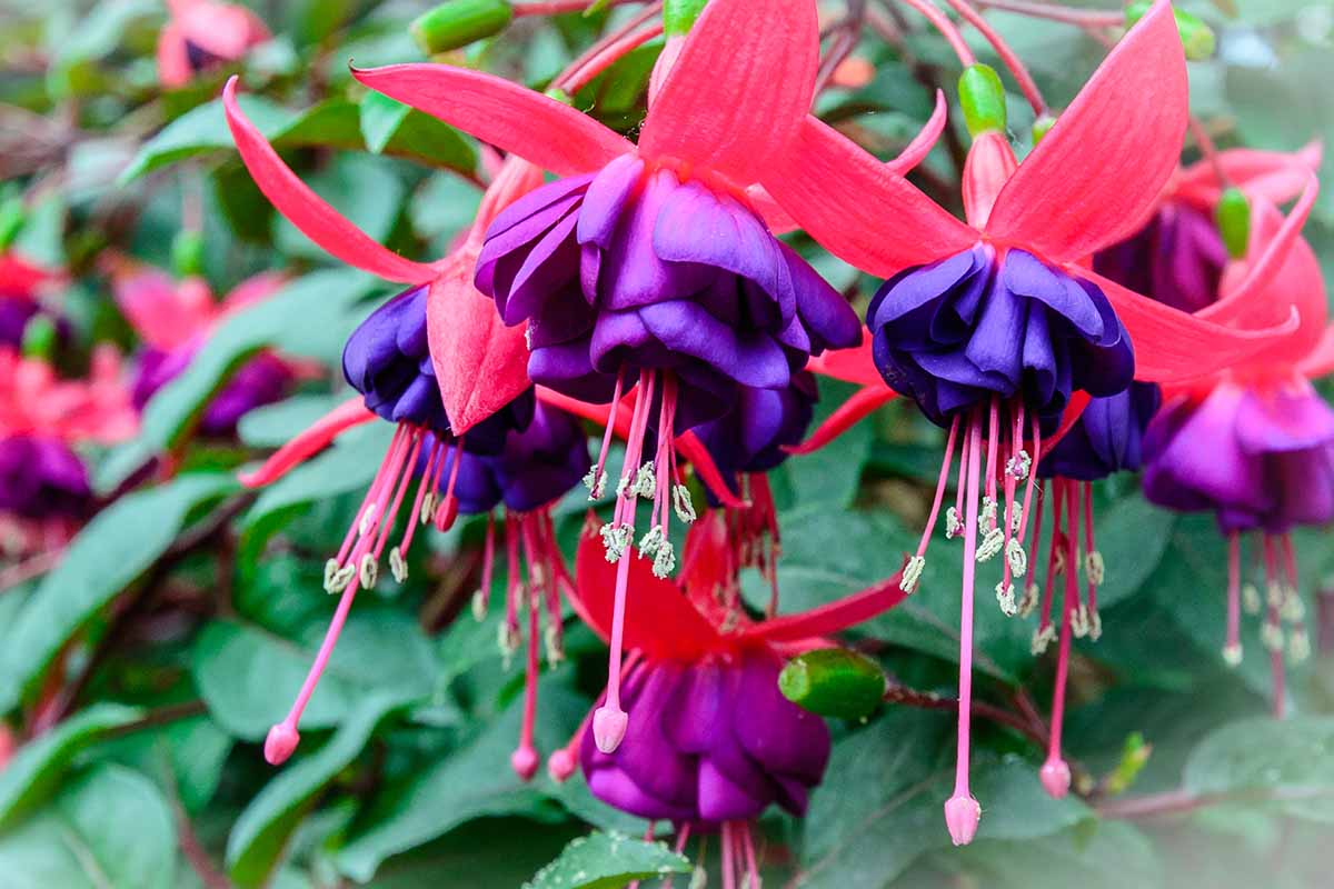 Une image horizontale rapprochée des fleurs fuchsia rouges et violettes poussant dans le jardin illustré sur un fond de mise au point doux.