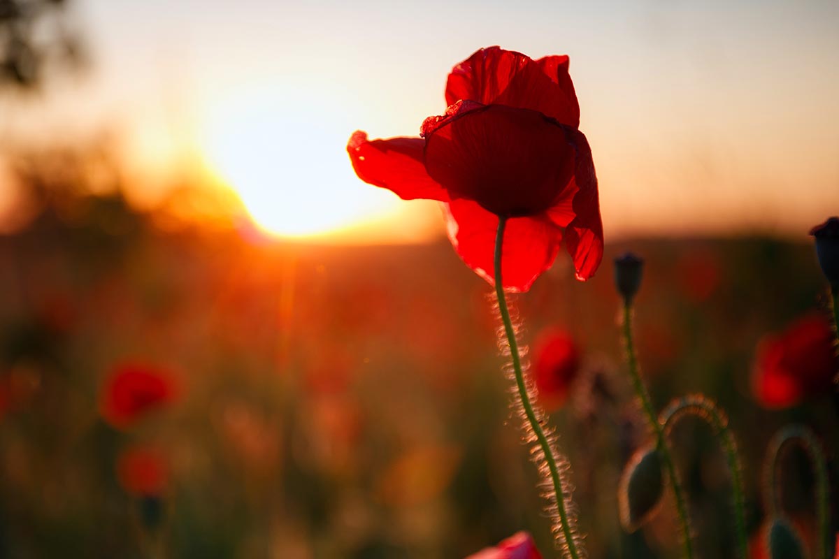 Une image horizontale grossière d'une silhouette d'un coquelicot au coucher du soleil.