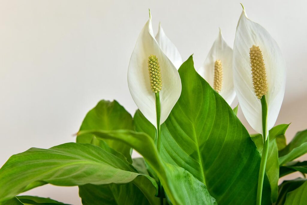 Une image horizontale rapprochée d'un lis de paix avec des fleurs blanches.