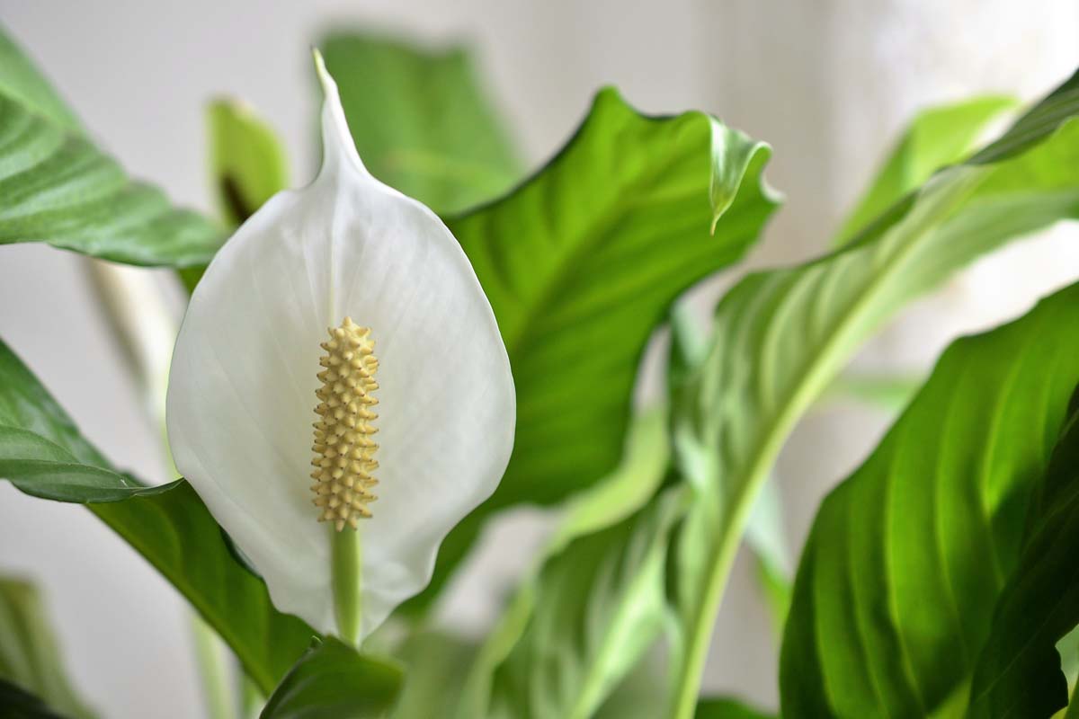 Une image horizontale rapprochée d'une fleur de spathiphyllum avec le feuillage en foyer doux en arrière-plan.