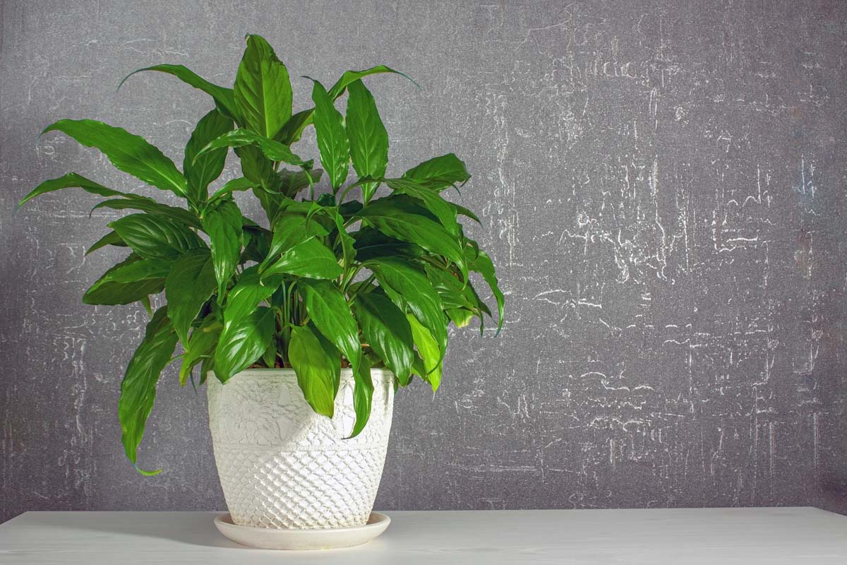 Une image horizontale rapprochée d'un lys de paix en pot réglée sur une surface blanche avec un mur gris en arrière-plan.