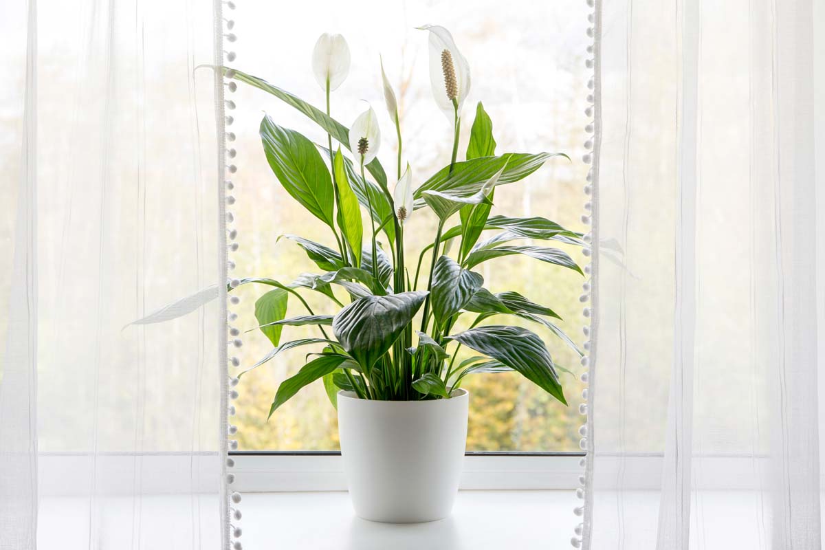 Une image horizontale rapprochée d'un petit spathiphyllum poussant dans un pot sur un rebord de fenêtre flanqué de rideaux blancs légers.