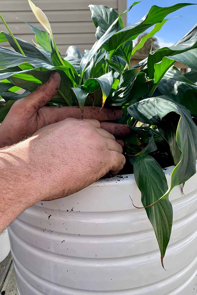 Une image verticale rapprochée de deux mains de la gauche du cadre remplaçant une plante d'intérieur.