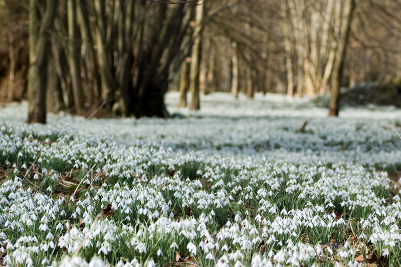 Fleurs blanches hiver, cloches hivernales, neige-neige, galanthus