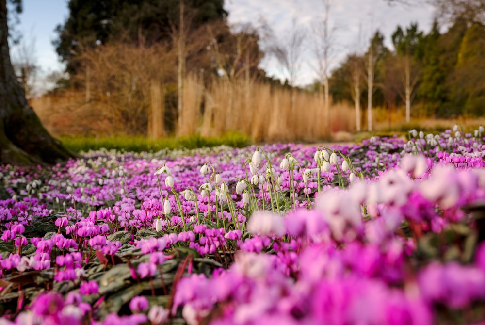 Rosas Flowers Winter Cyclalen Coum
