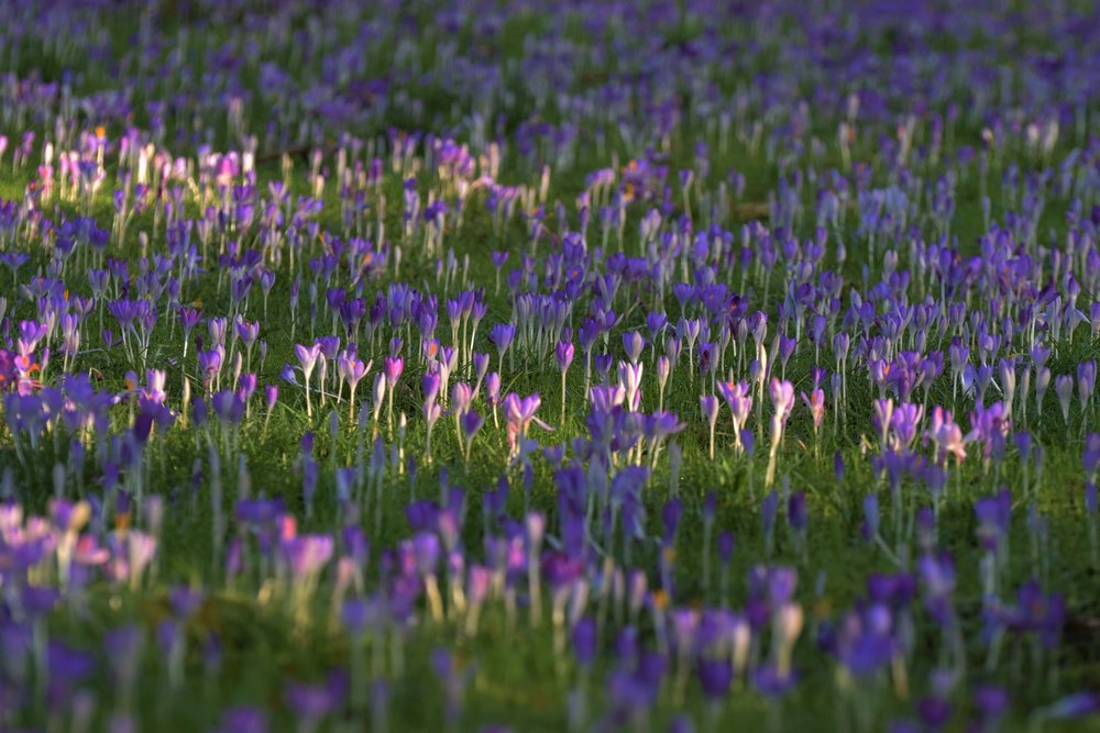Plantes de fleurs bleues d'hiver