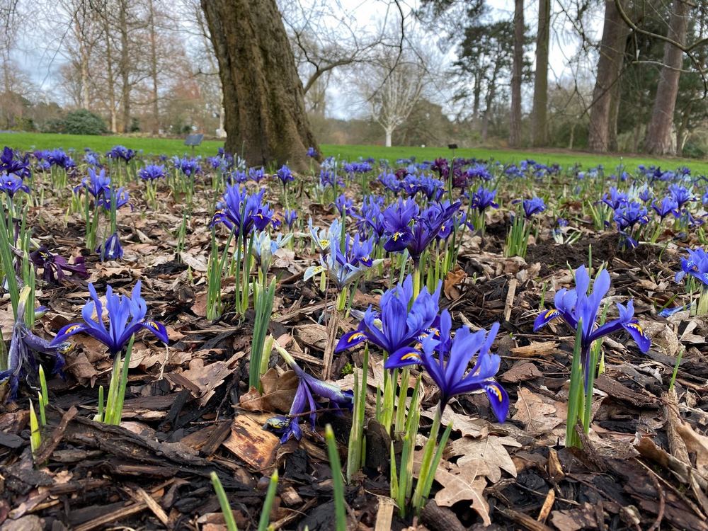 Iris réticulata