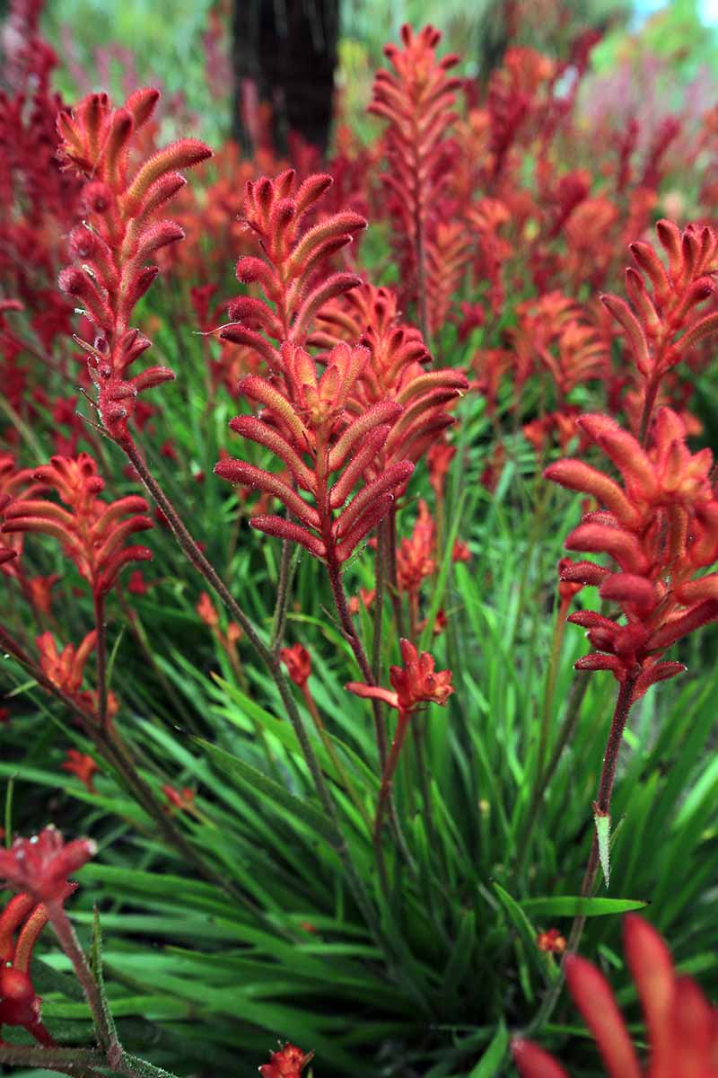 Une photo verticale d'une plante de patte de kangourou rouge avec des fleurs rouge vif.