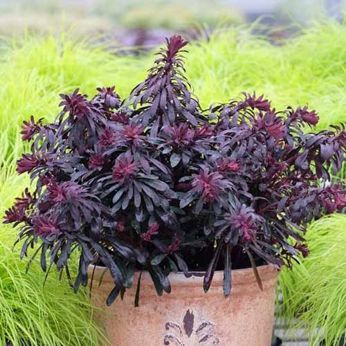 Une photo de produit carrée de l'usine d'épulgère «Miner's Merlot» dans un pot en terre cuite.