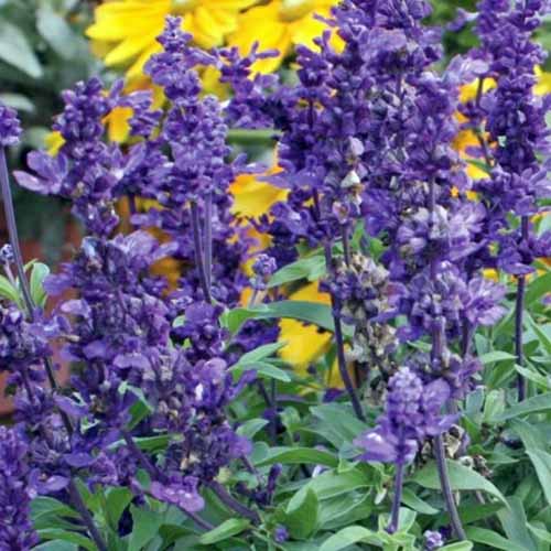 Une photo de produit carrée de Salvia «Evolution» avec des fleurs épineuses violettes.