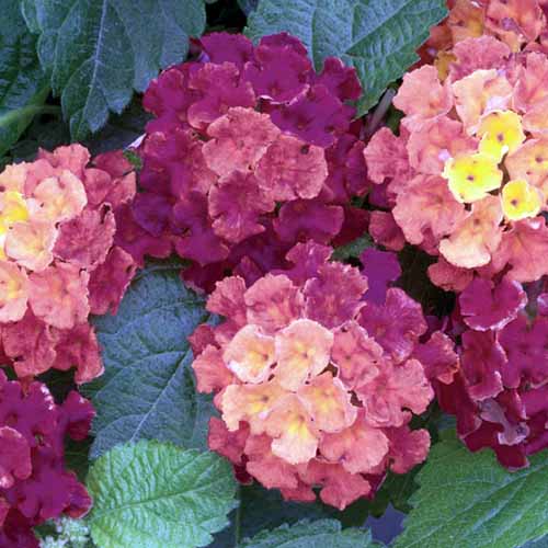 Une photo de produit carrée de Cherry Lantana avec des fleurs de magenta rose clair et foncé.
