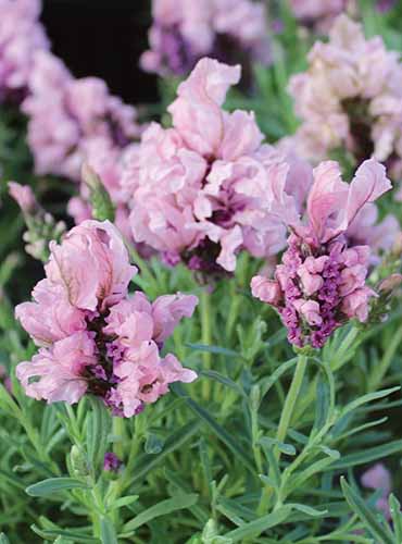 Une photo de produit vertical de «Madrid Lavish Purple Lavender» avec des fleurs violettes pâles.