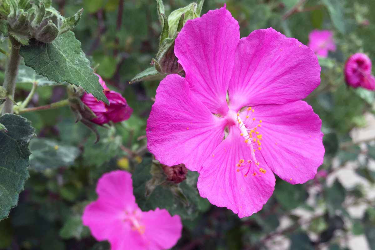 Une photo horizontale d'une plante de Pavonie rose poussant dans le jardin avec des fleurs roses vives.