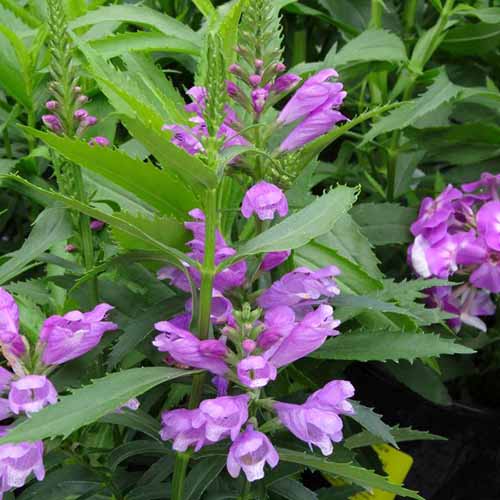 Une photo de produit carrée de la plante obéissante vive avec des fleurs violettes.