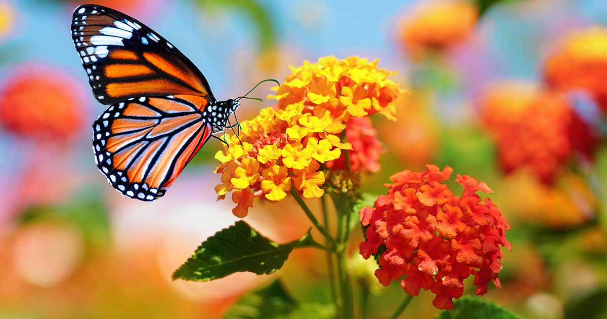 19 des meilleures vivaces à fleurs pour les jardins chauds et ensoleillés