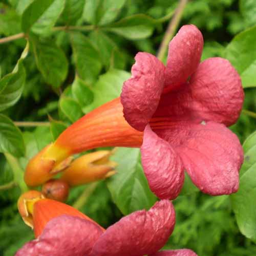 Une photo de produit carrée de la Creeper Trumpet avec des fleurs en forme de trompette rouge.