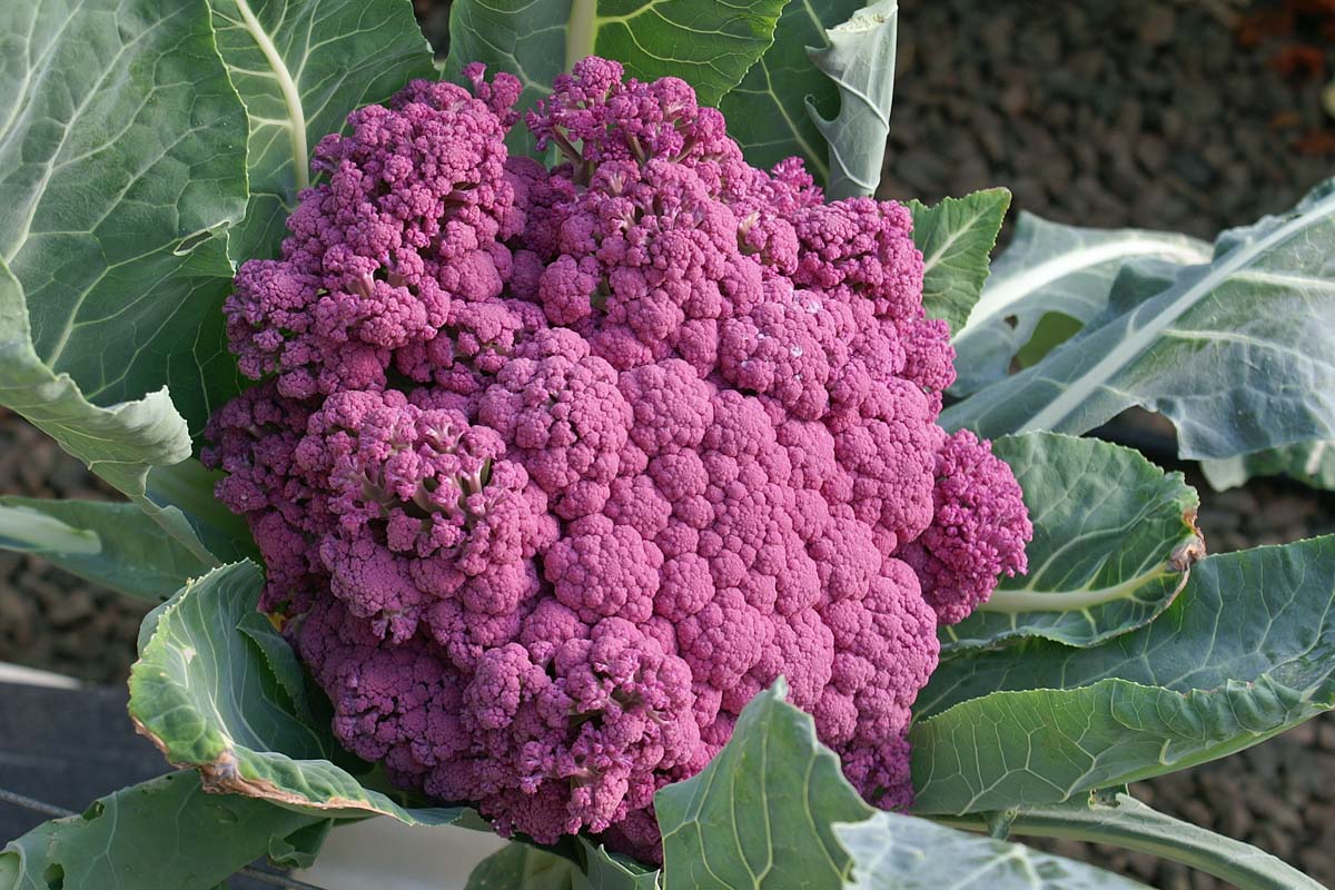 Un gros plan d'une variété de chou-fleur violet qui produit des têtes violettes au lieu de celles blanches habituelles, entourées de feuillage vert avec des tiges et des veines vert pâle sur un fond de mise au point doux.
