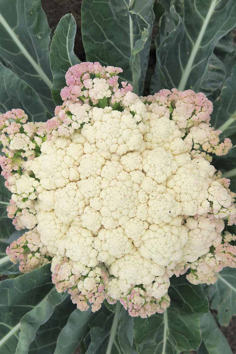Une image verticale et en haut en haut d'une tête de chou-fleur qui a un caillé blanc crémeux au centre et sur les bords tourne une couleur violette claire. Entouré de feuillage vert foncé avec des tiges et des veines vert pâle.