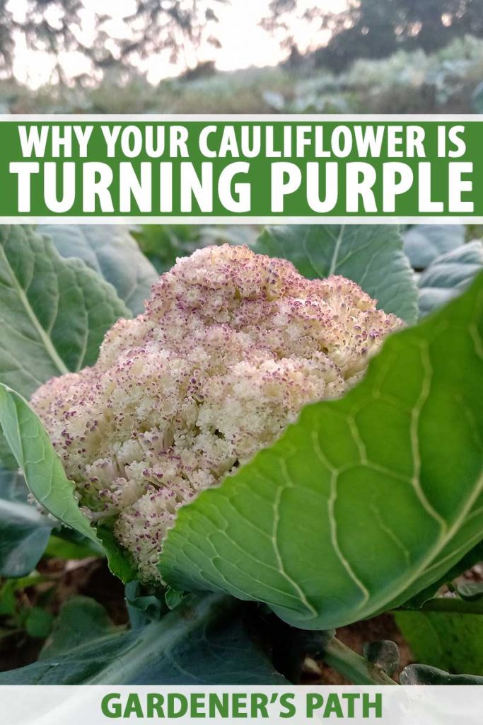 Une image verticale rapprochée d'une tête de chou-fleur poussant dans le jardin qui devient violet, entourée d'un feuillage vert foncé sur un fond de mise au point doux. En haut et en bas du cadre se trouve le texte vert et blanc.