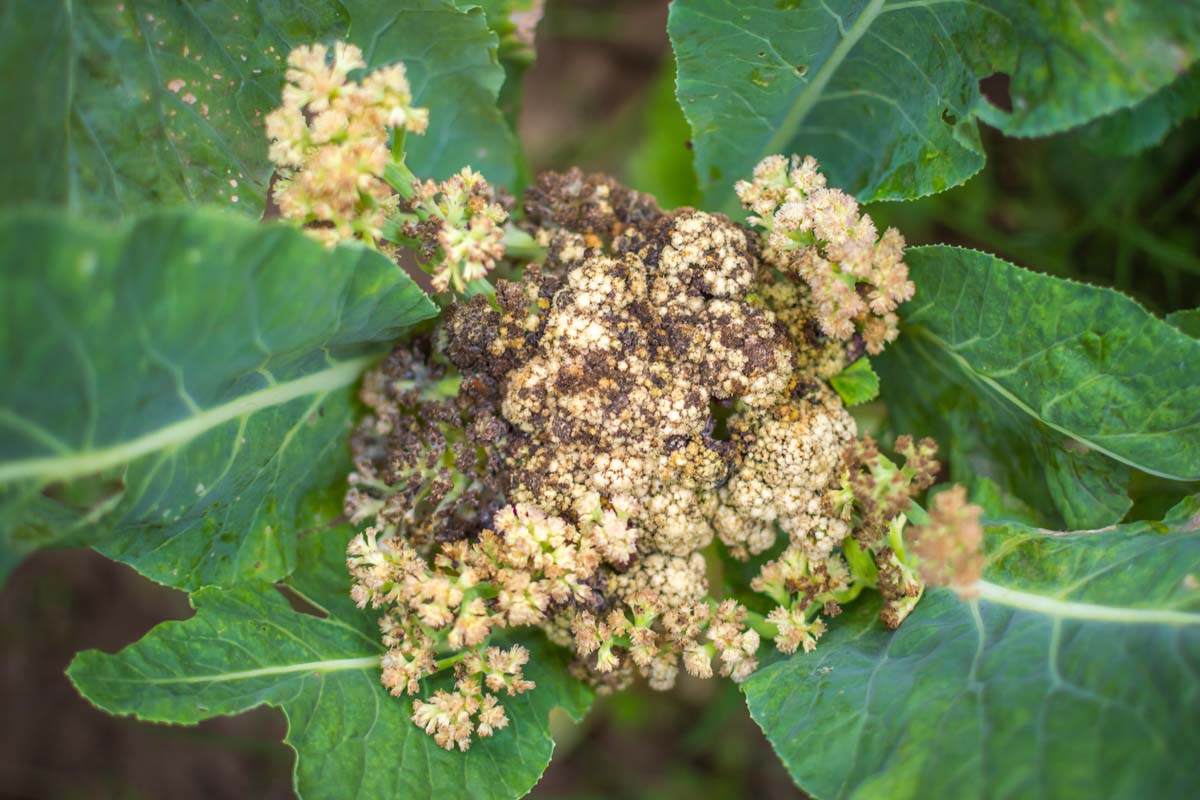 Un gros plan d'une tête de chou-fleur qui a contracté une maladie qui le fait se diviser et devenir noir et brun foncé par endroits. Entouré de feuillage vert foncé avec des tiges pâles et des veines sur un fond de mise au point doux.