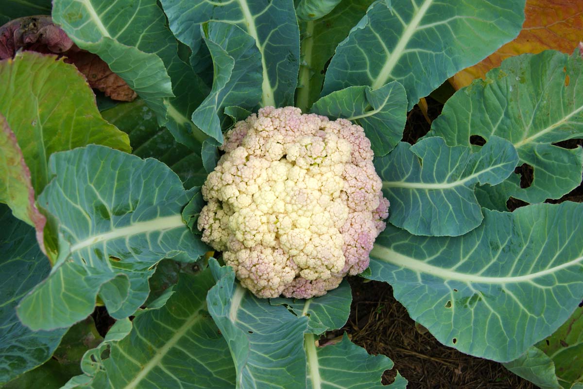 Une image en haut en haut en haut d'une tête de chou-fleur avec du caillé blanc crémeux au centre mais avec une teinte de couleur violette à l'extérieur de la tête, entourée d'un grand feuillage vert foncé avec des tiges et des veines pâles, sur un fond de mise au point doux.