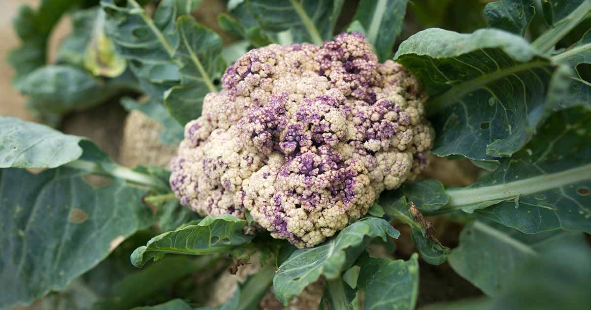 Pourquoi mon chou-fleur devient-il violet?