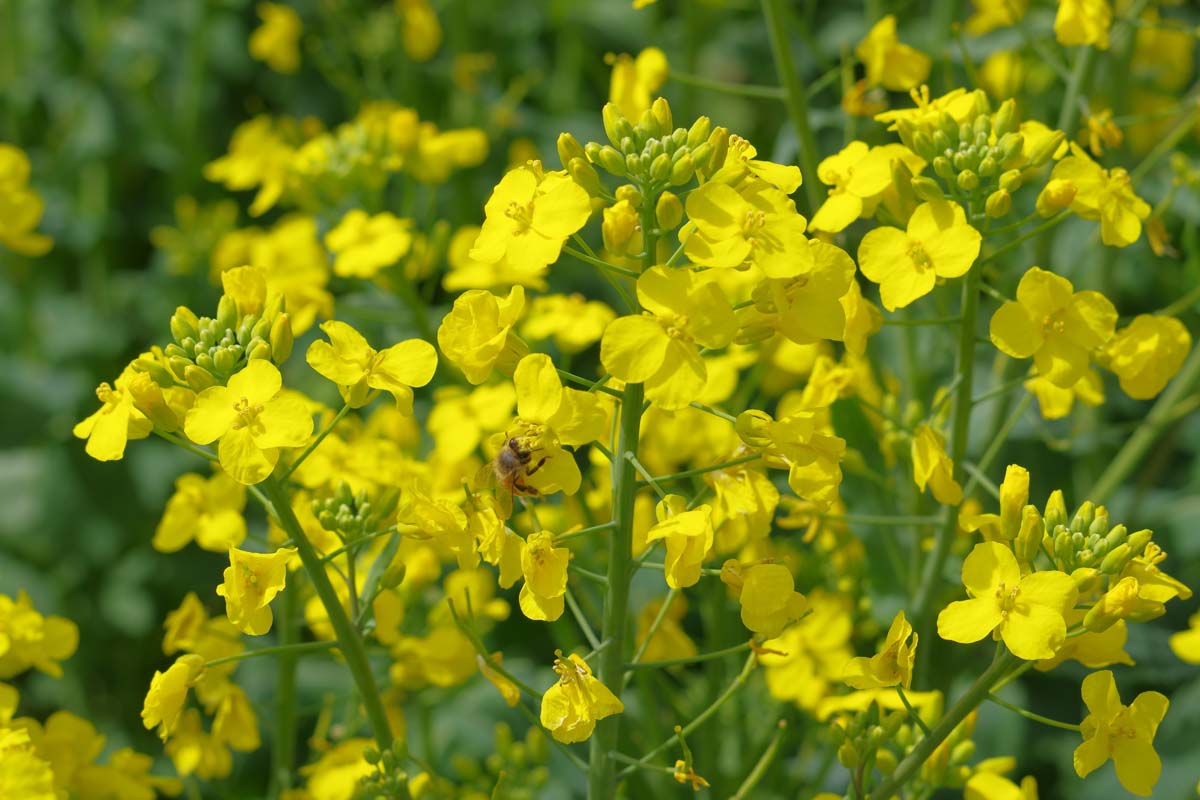 Gros plan des fleurs jaunes et des gousses de graines de plantes de moutarde.