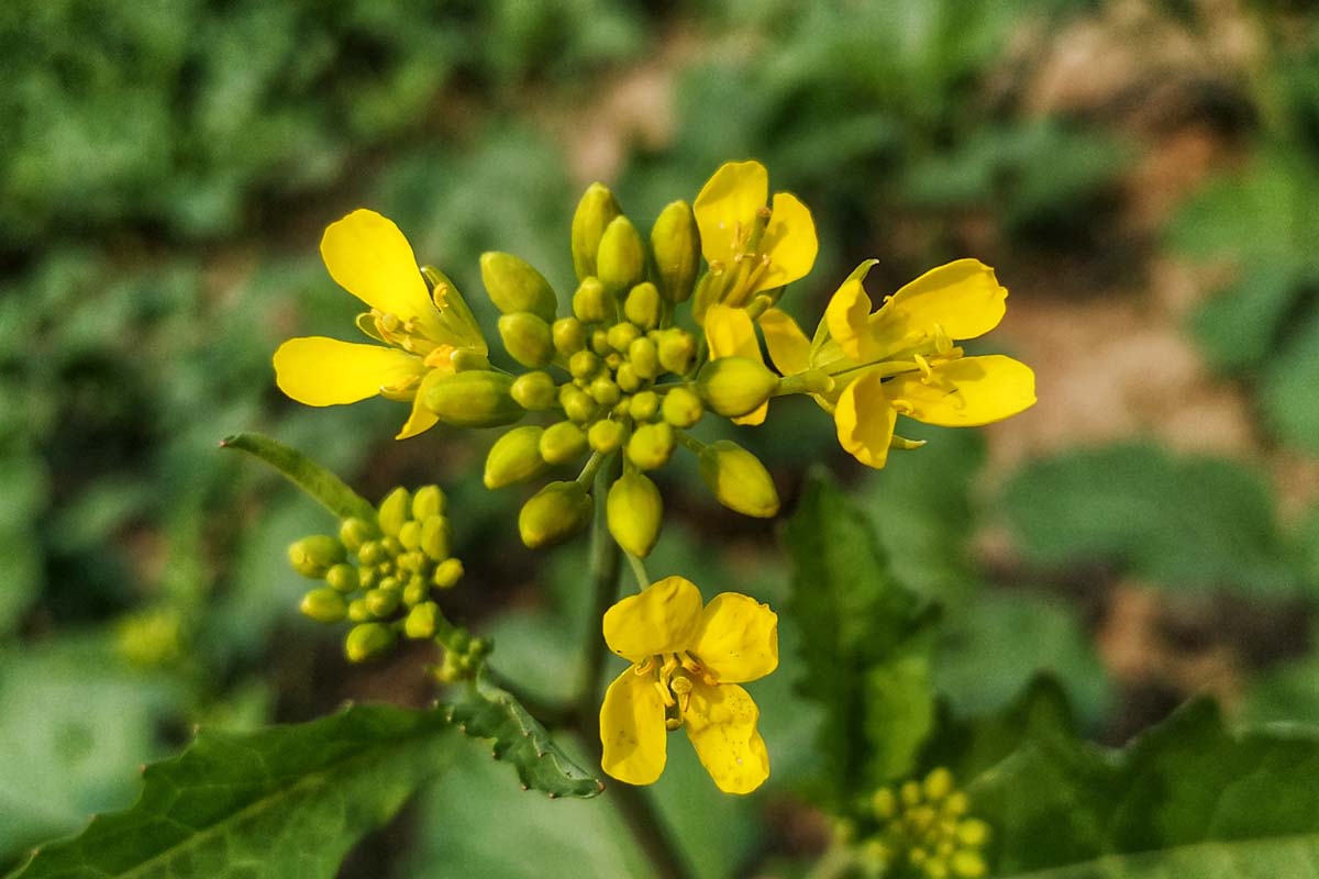 Une image horizontale rapprochée d'une tête de fleur jaune illustrée au soleil léger sur un fond de mise au point doux.