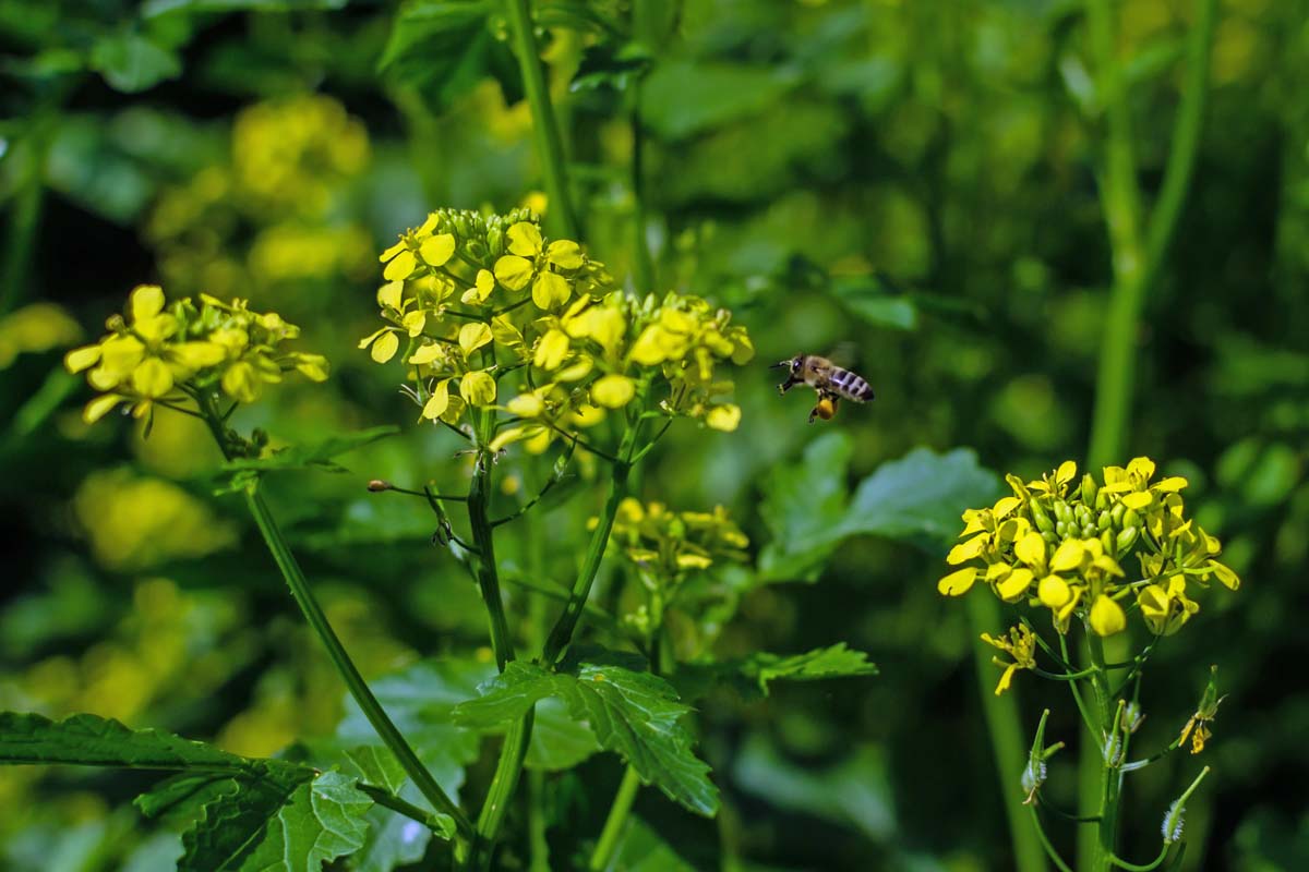 Une image horizontale rapprochée d'une abeille sur le point d'atterrir sur une fleur jaune, illustrée en soleil léger sur un fond de mise au point doux.