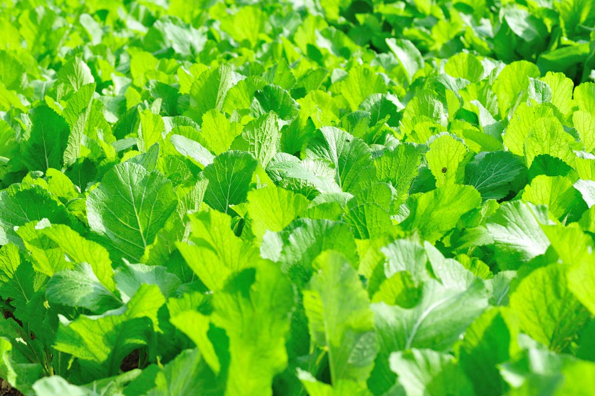 Une image horizontale rapprochée de feuilles mûres vert vif poussant dans le jardin illustré sous un soleil brillant.