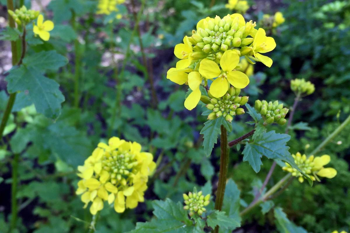Une image horizontale rapprochée de fleurs jaune vif se formant sur le dessus des longues tiges illustrées sur un fond de mise au point doux.
