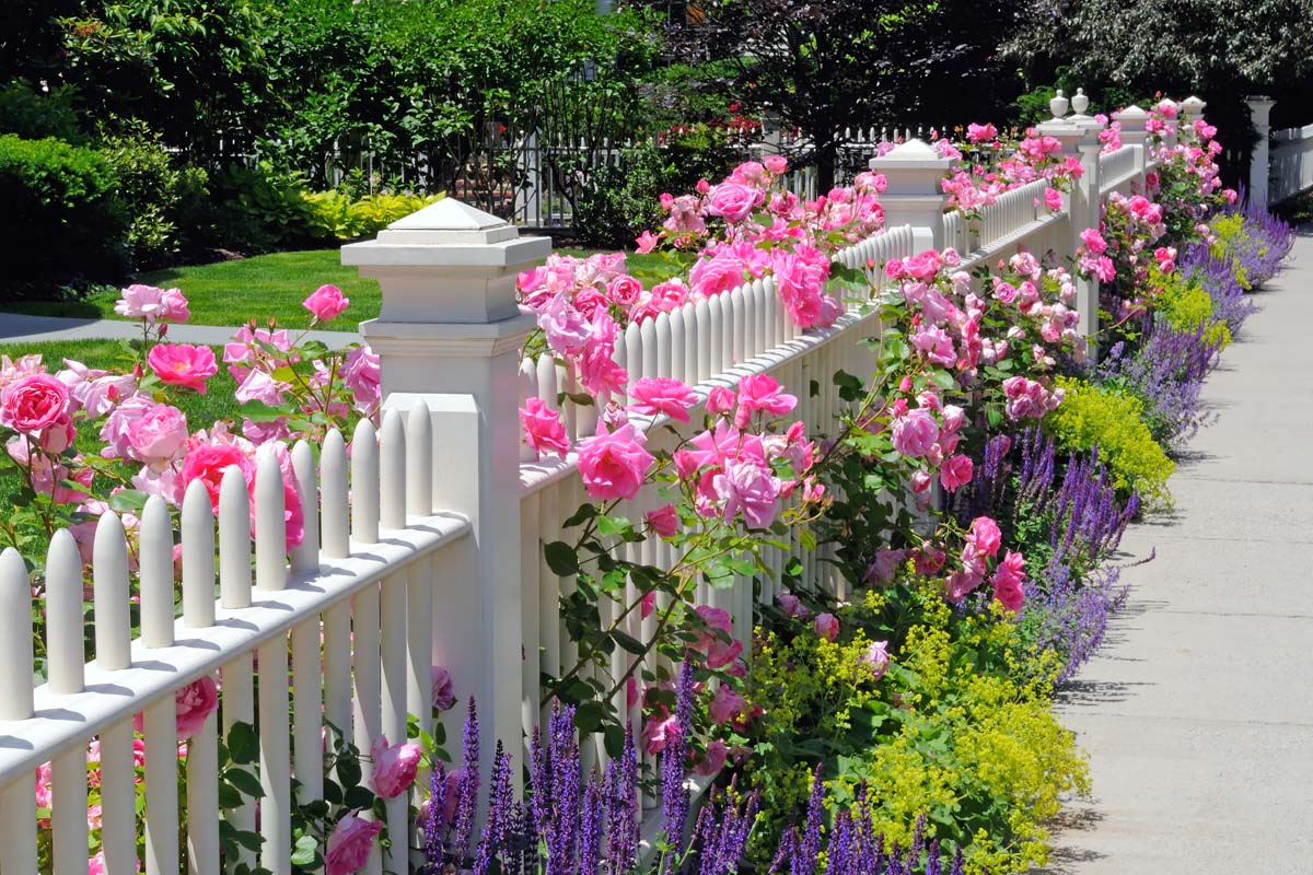 Une image horizontale d'une clôture blanche plantée de roses rose vif et une variété d'autres vivaces pour créer un aspect agréable et formel à côté d'une voie.