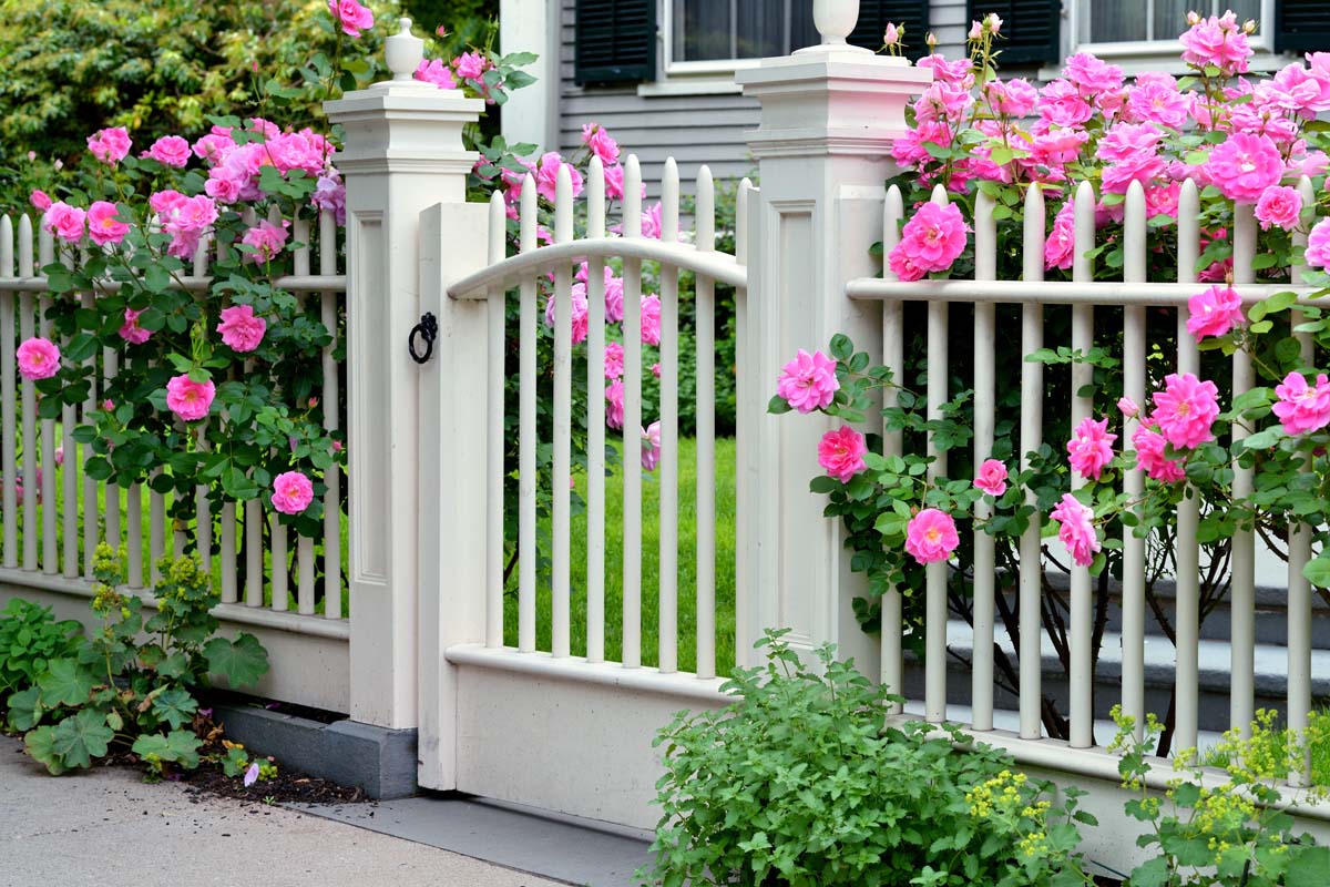 Une image horizontale rapprochée d'une clôture blanche plantée d'arbustes roses roses devant une grande résidence.