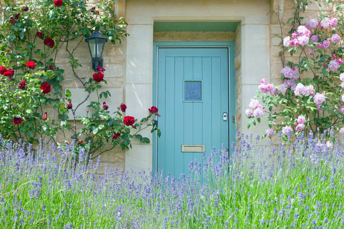 Une image horizontale d'une porte d'entrée bleue à l'oeuf de canard sur une maison en pierre flanquée de roses grimpantes avec des fleurs violettes au premier plan.