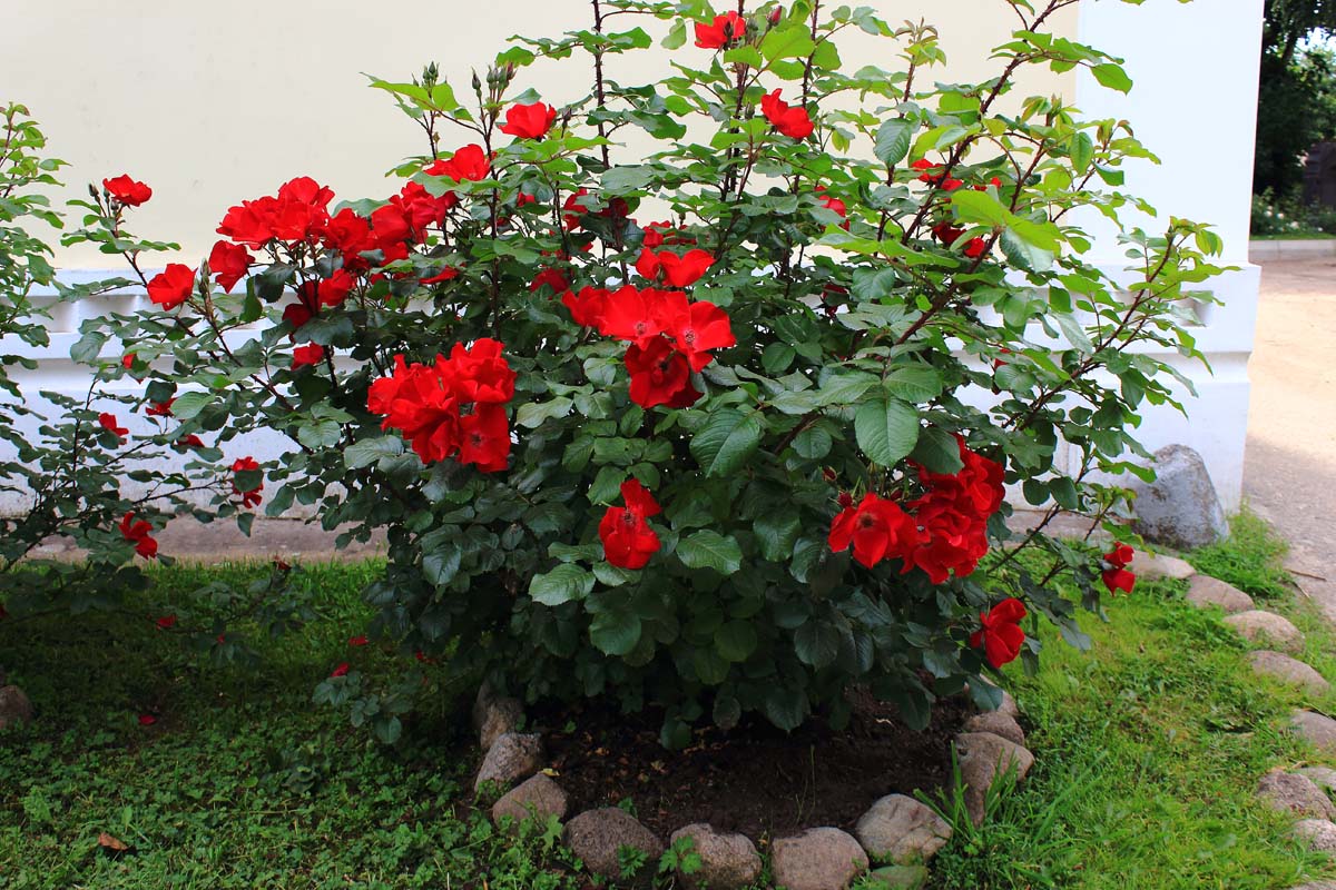 Une image horizontale rapprochée d'une buisson de rosiers d'espèces rouges poussant à l'extérieur d'une résidence.