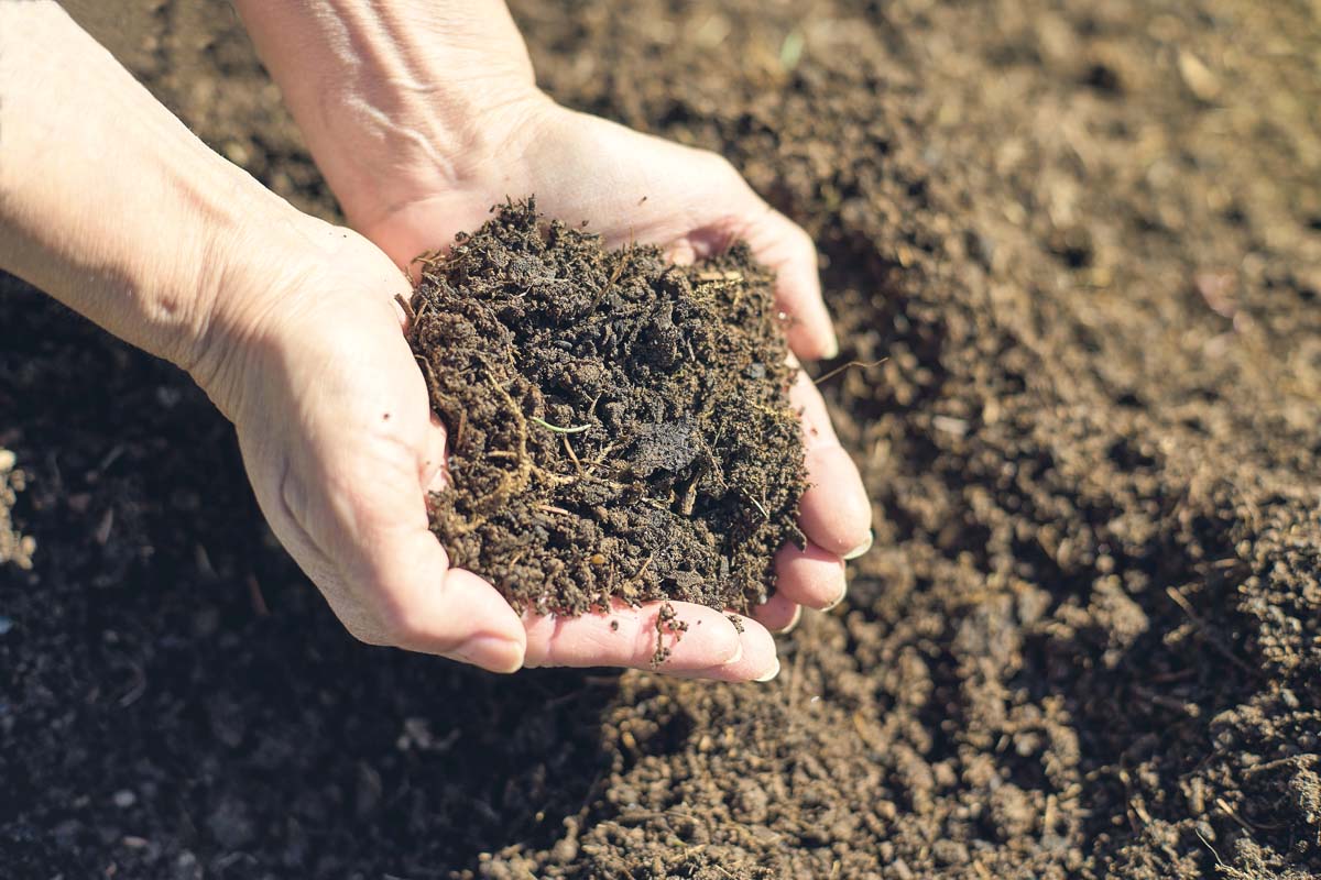 Une image horizontale rapprochée de deux mains tenant un compost bien pourri illustré sous le soleil léger.