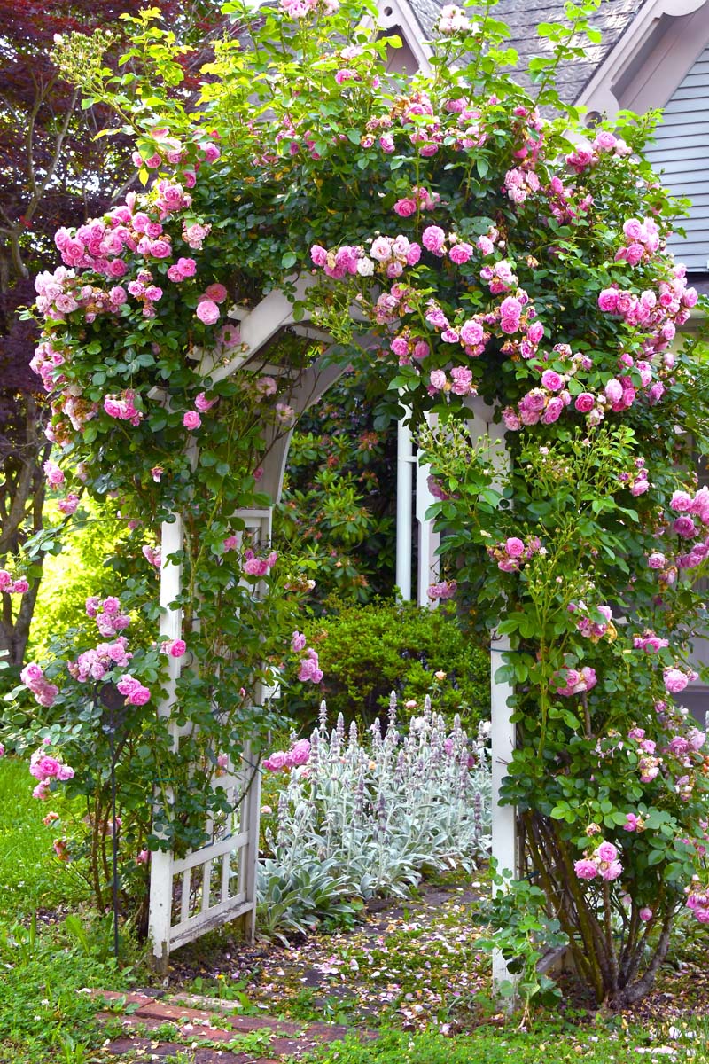 Roses d'escalade rose couvrant un treillis blanc.