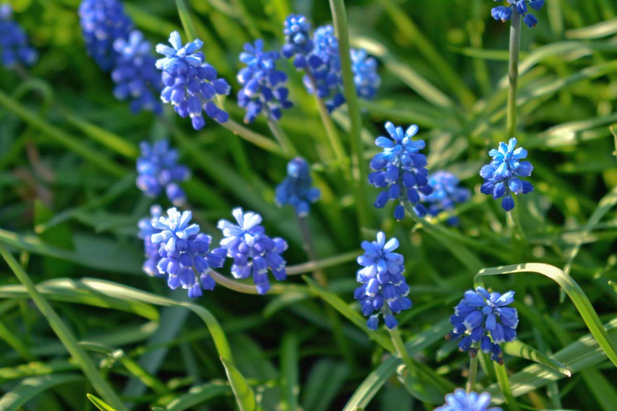 Un gros plan des fleurs bleu clair de Muscari aucheri entourées de feuillage vert poussant dans le jardin en soleil léger.