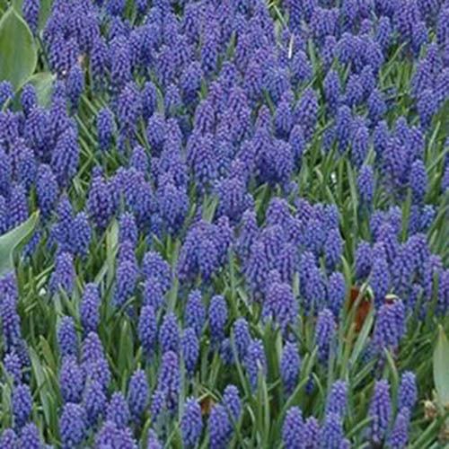 Un gros plan de la variété de «raisin bleu» de la jacinthe poussant dans un champ avec des fleurs bleu vif entourées de feuillage vert droit.