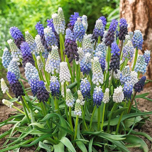 M. armeniacum muscari fleurs avec trois cultivars différents en fleurs.