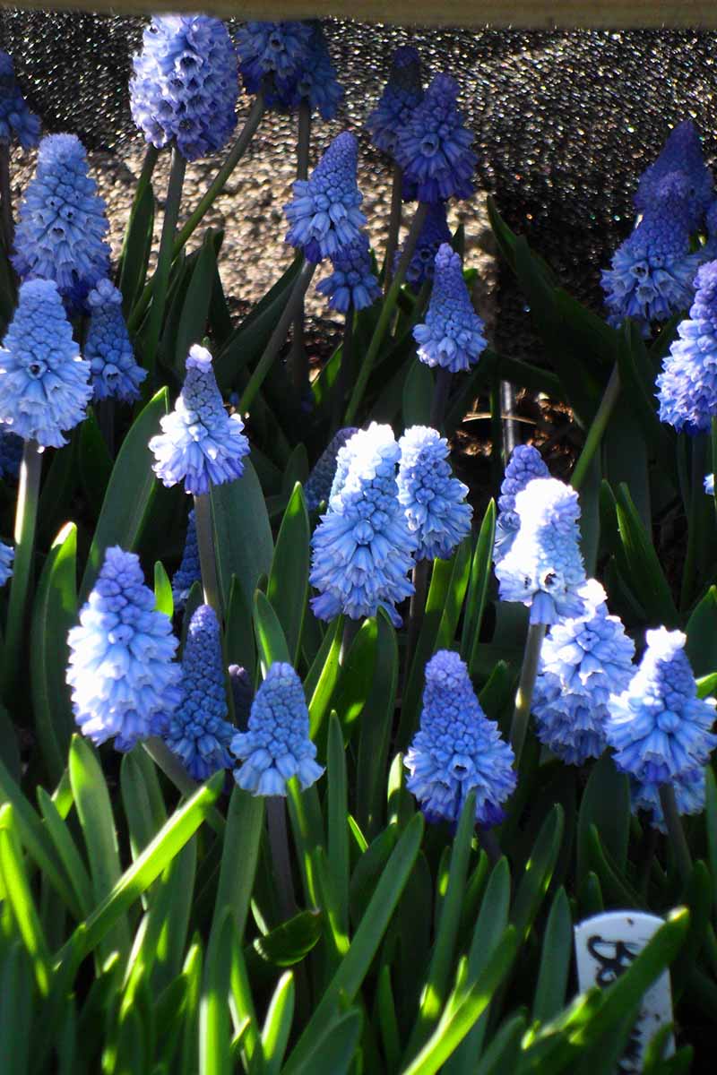Une image rapprochée verticale de la plante de Muscari azureum poussant dans le jardin avec des fleurs bleu clair et un feuillage vert illustré au soleil léger sur fond sombre.