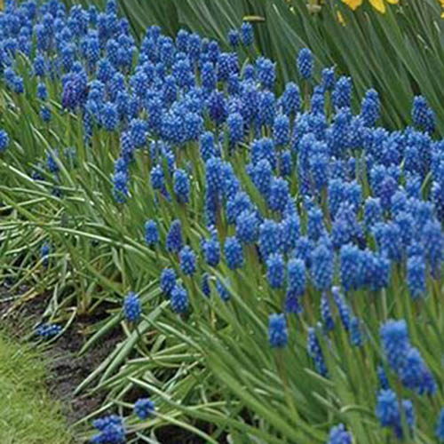 Un gros plan de la variété des «yeux sombres» poussant dans une bordure dans le jardin avec des fleurs bleu vif et un feuillage droit.
