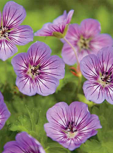 Un gros plan des fleurs légères et violettes foncées de «Havana Blues» poussant dans le jardin.