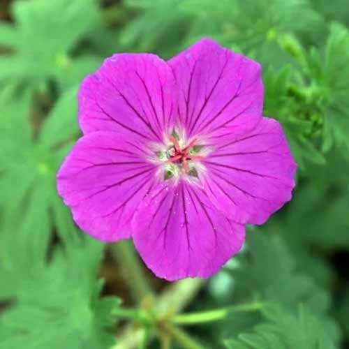 Une image carrée rapprochée d'une seule fleur de «minuscule monstre» rose vif sur un fond de mise au point doux vert.