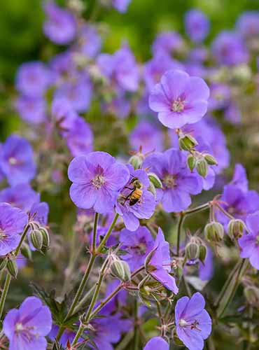 Un gros plan des fleurs bleu clair de «Boom Chocolatta» poussant dans une prairie.