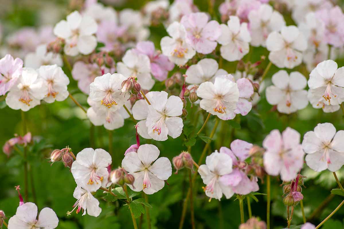 Une image horizontale rapprochée de fleurs de géranium de cranesbill blanc et rose clair poussant dans le jardin.