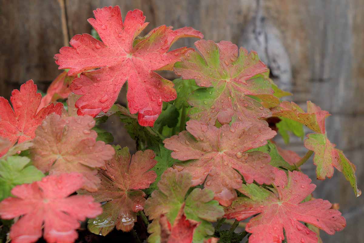 Une image horizontale rapprochée du feuillage d'automne rouge des géraniums robustes.